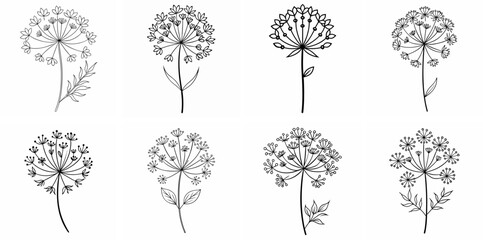 Queen Anne Lace – Outline Coloring Book Line Art Set