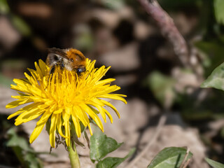Ackerhummel (Bombus pascuorum) an einer Löwenzahnblüte © Gerhard