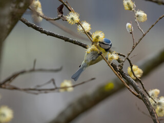 Blaumeise (Cyanistes caeruleus) im Frühling an Weidenästchen