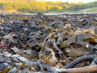 Dry seaweed washed up on a sandy beach