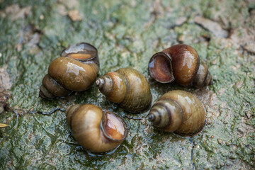 river snails on the ground.