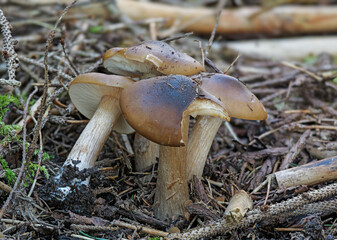 Frühlingsweichritterling (MELANOLEUCA COGNATA)