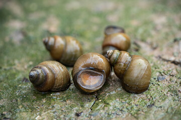 river snails on the ground.
