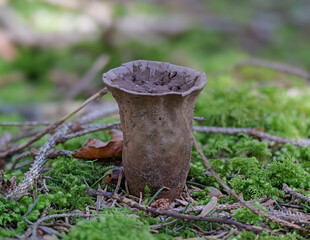 St&auml;ubling (Lycoperdon) nach dem Winter