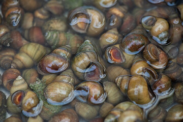 closeup of river snails background