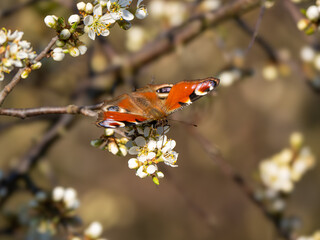 Tagpfauenauge (Aglais io) an einer Bl&uuml;te im Fr&uuml;hling