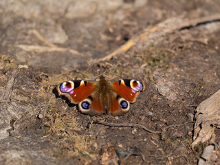 Tagpfauenauge (Aglais io) am Boden mit ausgebreiteten Fl&uuml;geln