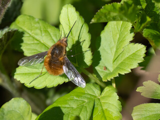 Wollschweber (Bombyliidae) sitzt auf Blatt
