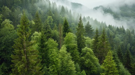 Obraz premium Lush Green Forest with Fog and Misty Hills in Tranquil Nature Landscape