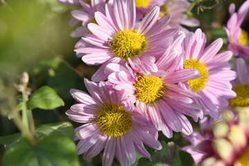 Obraz premium Beautiful Pink chrysanthemum flowers closeup in the winter garden, Closeup of Chrysanthemum flower, Field of the Pink Chrysanthemum, Beautiful Pink flower blooming in nature.