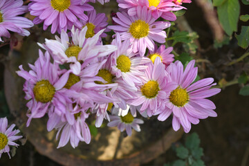 Beautiful Pink chrysanthemum flowers closeup in the winter garden, Closeup of Chrysanthemum flower, Field of the Pink Chrysanthemum, Beautiful Pink flower blooming in nature.