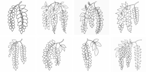 Elegant Wisteria Blooms – Outline Coloring Book Line Art Set