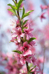 Peach blossoms against blue sky in spring