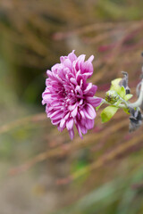 Beautiful Pink chrysanthemum flowers closeup in the winter garden, Closeup of Chrysanthemum flower, Field of the Pink Chrysanthemum, Beautiful Pink flower blooming in nature.