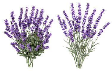 Two realistic photos of lavender flower bunches on a transparent background © Sumon Creative