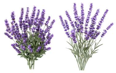 Two realistic photos of lavender flower bunches on a transparent background