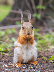Squirrel eats a nut while sitting in green grass. Eurasian red squirrel, Sciurus vulgaris