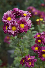 Fototapeta premium Beautiful Red chrysanthemum flowers closeup in the winter garden, Closeup of Chrysanthemum flower, Field of the Red Chrysanthemum, Beautiful Red flower blooming in nature.