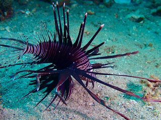 Lionfish on the seabed. Lionfish with fins outstretched swims above the sandy bottom.