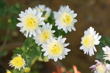 Fototapeta premium Beautiful white chrysanthemum flowers closeup in the winter garden, Closeup of Chrysanthemum flower, Field of the white Chrysanthemum, Beautiful white flower blooming in nature.