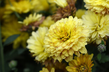 Beautiful Yellow chrysanthemum flowers closeup in the winter garden, Closeup of Chrysanthemum flower, Field of the Yellow Chrysanthemum, Beautiful Yellow flower blooming in nature.