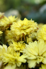 Beautiful Yellow chrysanthemum flowers closeup in the winter garden, Closeup of Chrysanthemum flower, Field of the Yellow Chrysanthemum, Beautiful Yellow flower blooming in nature.