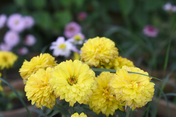 Beautiful Yellow chrysanthemum flowers closeup in the winter garden, Closeup of Chrysanthemum flower, Field of the Yellow Chrysanthemum, Beautiful Yellow flower blooming in nature.