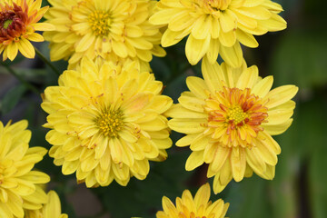 Beautiful Yellow chrysanthemum flowers closeup in the winter garden, Closeup of Chrysanthemum flower, Field of the Yellow Chrysanthemum, Beautiful Yellow flower blooming in nature.