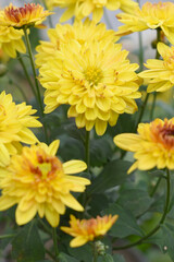 Beautiful Yellow chrysanthemum flowers closeup in the winter garden, Closeup of Chrysanthemum flower, Field of the Yellow Chrysanthemum, Beautiful Yellow flower blooming in nature.