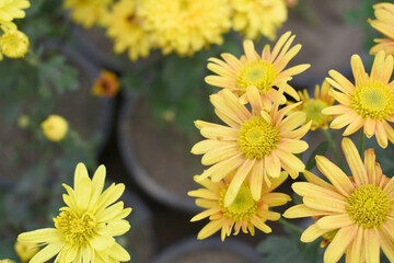 Beautiful Yellow Orange chrysanthemum flowers closeup in the winter garden, Closeup of Chrysanthemum flower, Field of the Yellow Orange Chrysanthemum, Beautiful Yellow Orange flower blooming in nature