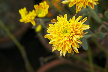 Beautiful Yellow Orange chrysanthemum flowers closeup in the winter garden, Closeup of Chrysanthemum flower, Field of the Yellow Orange Chrysanthemum, Beautiful Yellow Orange flower blooming in nature