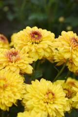 Beautiful Yellow red chrysanthemum flowers closeup in the winter garden, Closeup of Chrysanthemum flower, Field of the Yellow red Chrysanthemum, Beautiful Yellow red flower blooming in nature.