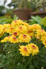 Beautiful Yellow red chrysanthemum flowers closeup in the winter garden, Closeup of Chrysanthemum flower, Field of the Yellow red Chrysanthemum, Beautiful Yellow red flower blooming in nature.