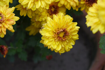 Beautiful Yellow red chrysanthemum flowers closeup in the winter garden, Closeup of Chrysanthemum flower, Field of the Yellow red Chrysanthemum, Beautiful Yellow red flower blooming in nature.