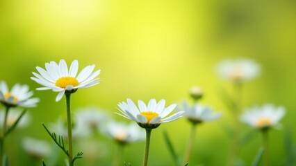 Field Of White Daisies In Sunlight