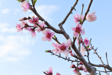 Beautiful Pink Peach Blossoms in a Garden, Pink Peach Flowers Blooming on Peach Tree, Beautiful...