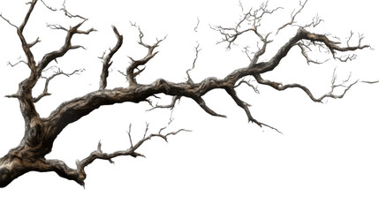 dead tree isolated on white