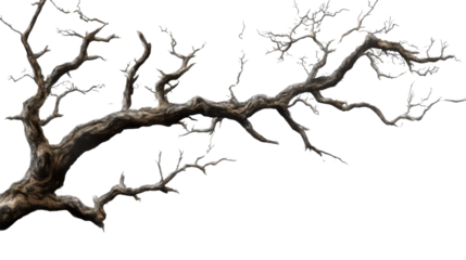 dead tree isolated on white