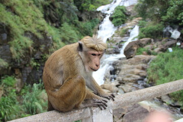  Monkey Sitting on Railing by a Waterfall
