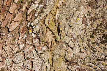 Oak bark texture, showcasing natural patterns and earth tones