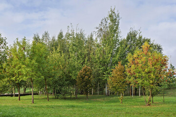 Fototapeta premium Trees in a quiet park display colorful leaves on an early autumn day