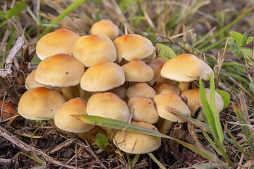 In autumn, Hypholoma lateritium thrives in a grassy area