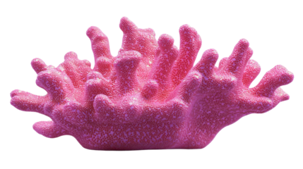 Pink coral on transparent background
