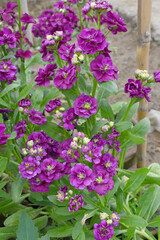 Obraz premium Purple Hoary Stock, Purple Hoary Stock or Matthiola Incana is a member of the Brassicaceae family of flowering plants. It's also commonly known as Brompton Stock, Common Stock, Purple flower in garden