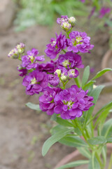 Purple Hoary Stock, Purple Hoary Stock or Matthiola Incana is a member of the Brassicaceae family of flowering plants. It's also commonly known as Brompton Stock, Common Stock, Purple flower in garden