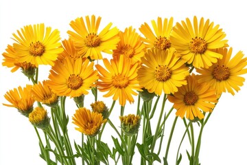 Bright yellow flowers bouquet