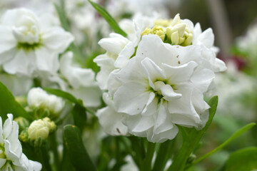 White Hoary Stock, White Hoary Stock or Matthiola Incana is a member of the Brassicaceae family of flowering plants. It's also commonly known as Brompton Stock, Common Stock, White flower in garden