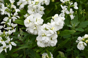 White Hoary Stock, White Hoary Stock or Matthiola Incana is a member of the Brassicaceae family of flowering plants. It's also commonly known as Brompton Stock, Common Stock, White flower in garden