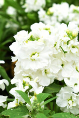 White Hoary Stock, White Hoary Stock or Matthiola Incana is a member of the Brassicaceae family of flowering plants. It's also commonly known as Brompton Stock, Common Stock, White flower in garden