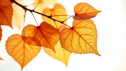 Fototapeta premium Golden Heart Shaped Leaves On A Branch